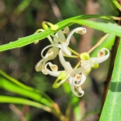 Lomatia myricoides (River Lomatia) at Bemboka, NSW - 17 Jan 2024 by trevorpreston