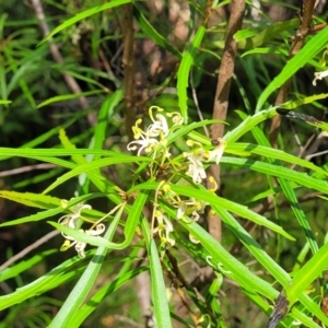 Lomatia myricoides at Glenbog State Forest - 18 Jan 2024