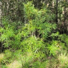Lomatia myricoides at Glenbog State Forest - 18 Jan 2024