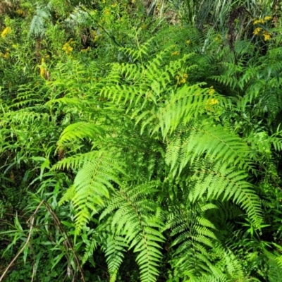 Hypolepis rugosula at Bemboka, NSW - 17 Jan 2024 by trevorpreston