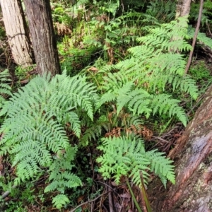 Histiopteris incisa at Glenbog State Forest - suppressed