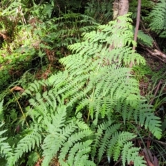 Histiopteris incisa at Glenbog State Forest - 18 Jan 2024