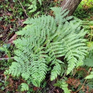 Histiopteris incisa at Glenbog State Forest - suppressed