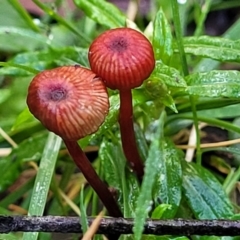 Cruentomycena viscidocruenta (Ruby Mycena) at Glenbog State Forest - 18 Jan 2024 by trevorpreston