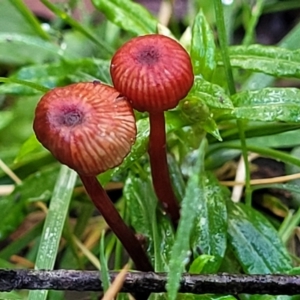 Cruentomycena viscidocruenta at Glenbog State Forest - 18 Jan 2024