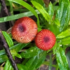 Cruentomycena viscidocruenta at Glenbog State Forest - 18 Jan 2024