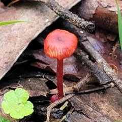 Cruentomycena viscidocruenta at Glenbog State Forest - 18 Jan 2024 09:14 AM