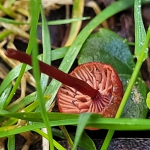 Cruentomycena viscidocruenta at Glenbog State Forest - 18 Jan 2024