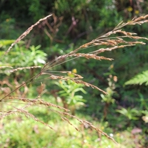 Poa helmsii at Glenbog State Forest - 18 Jan 2024 09:13 AM