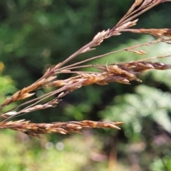 Poa helmsii at Glenbog State Forest - 18 Jan 2024