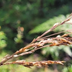 Poa helmsii at Glenbog State Forest - 18 Jan 2024