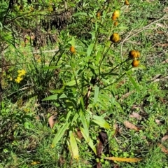 Xerochrysum bracteatum (Golden Everlasting) at Bemboka, NSW - 17 Jan 2024 by trevorpreston