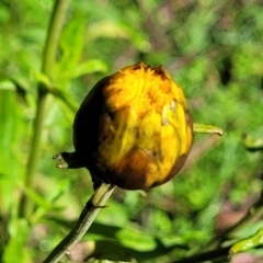 Xerochrysum bracteatum at Glenbog State Forest - 18 Jan 2024