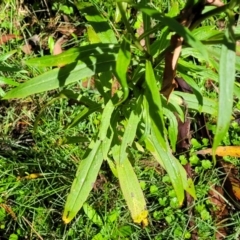 Xerochrysum bracteatum at Glenbog State Forest - 18 Jan 2024