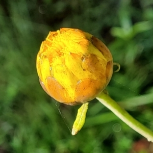 Xerochrysum bracteatum at Glenbog State Forest - 18 Jan 2024 09:08 AM