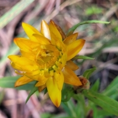 Xerochrysum bracteatum at Glenbog State Forest - 18 Jan 2024 09:08 AM