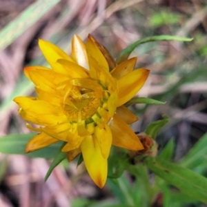 Xerochrysum bracteatum at Glenbog State Forest - 18 Jan 2024