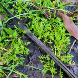 Cotula alpina at Glenbog State Forest - 18 Jan 2024