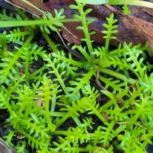 Cotula alpina at Glenbog State Forest - 18 Jan 2024 09:07 AM