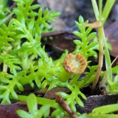 Cotula alpina at Glenbog State Forest - 18 Jan 2024