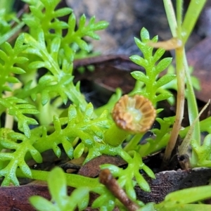 Cotula alpina at Glenbog State Forest - 18 Jan 2024