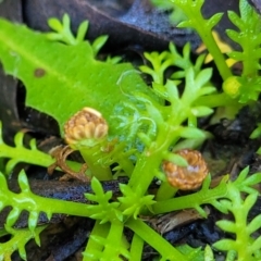 Cotula alpina at Glenbog State Forest - 18 Jan 2024