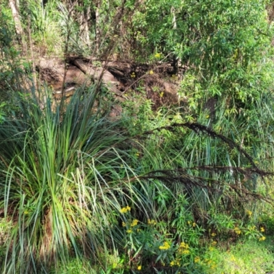 Gahnia sieberiana (Red-fruit Saw-sedge) at Bemboka, NSW - 17 Jan 2024 by trevorpreston