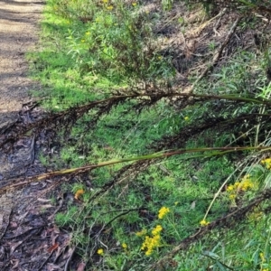 Gahnia sieberiana at Glenbog State Forest - 18 Jan 2024