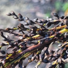 Gahnia sieberiana at Glenbog State Forest - suppressed