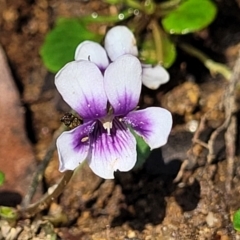 Viola hederacea (Ivy-leaved Violet) at Glenbog State Forest - 18 Jan 2024 by trevorpreston