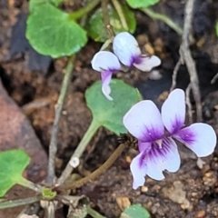 Viola hederacea at Glenbog State Forest - 18 Jan 2024
