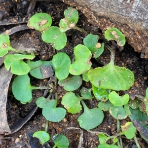 Viola hederacea at Glenbog State Forest - 18 Jan 2024 09:06 AM