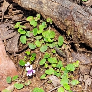 Viola hederacea at Glenbog State Forest - 18 Jan 2024