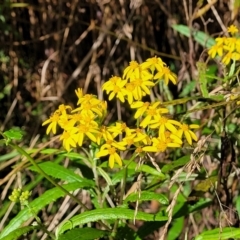 Senecio linearifolius var. denticulatus (Toothed Fireweed Groundsel) at Glenbog State Forest - 18 Jan 2024 by trevorpreston