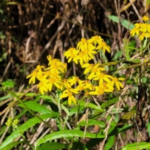 Senecio linearifolius var. denticulatus at Glenbog State Forest - 18 Jan 2024