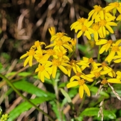 Senecio linearifolius var. denticulatus at Glenbog State Forest - 18 Jan 2024