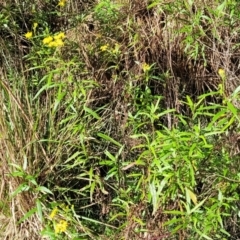 Senecio linearifolius var. denticulatus at Glenbog State Forest - 18 Jan 2024 09:01 AM