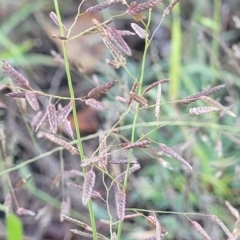 Eragrostis brownii (Common Love Grass) at Chakola, NSW - 18 Jan 2024 by trevorpreston
