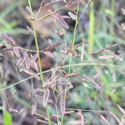 Eragrostis brownii (Common Love Grass) at Chakola, NSW - 18 Jan 2024 by trevorpreston