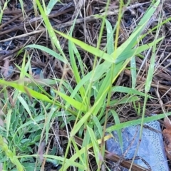 Eragrostis brownii at Chakola, NSW - 18 Jan 2024 07:51 AM