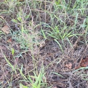 Eragrostis brownii at Chakola, NSW - 18 Jan 2024 07:51 AM