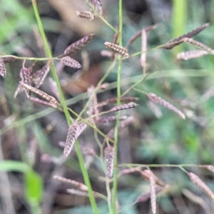 Eragrostis brownii at Chakola, NSW - 18 Jan 2024