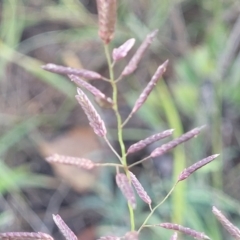Eragrostis brownii at Chakola, NSW - 18 Jan 2024