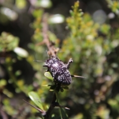 Lepispilus sp. (genus) (Yellow-spotted darkling beetle) at Glen Allen, NSW - 18 Jan 2024 by Csteele4