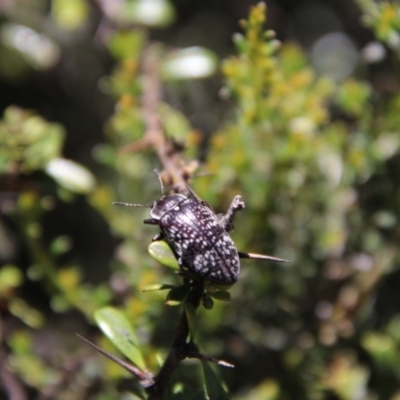 Pachycoelia sp. (genus) (A darkling beetle) at South East Forest National Park - 18 Jan 2024 by Csteele4