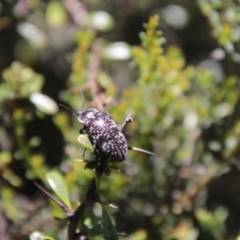 Lepispilus sp. (genus) at South East Forest National Park - 18 Jan 2024