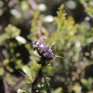 Lepispilus sp. (genus) at South East Forest National Park - 18 Jan 2024