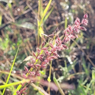 Tragus australianus (Small Burrgrass) at Chakola, NSW - 17 Jan 2024 by trevorpreston