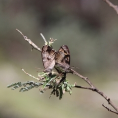 Geitoneura klugii (Marbled Xenica) at Glen Allen, NSW - 18 Jan 2024 by Csteele4