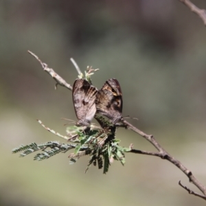 Geitoneura klugii at South East Forest National Park - 18 Jan 2024